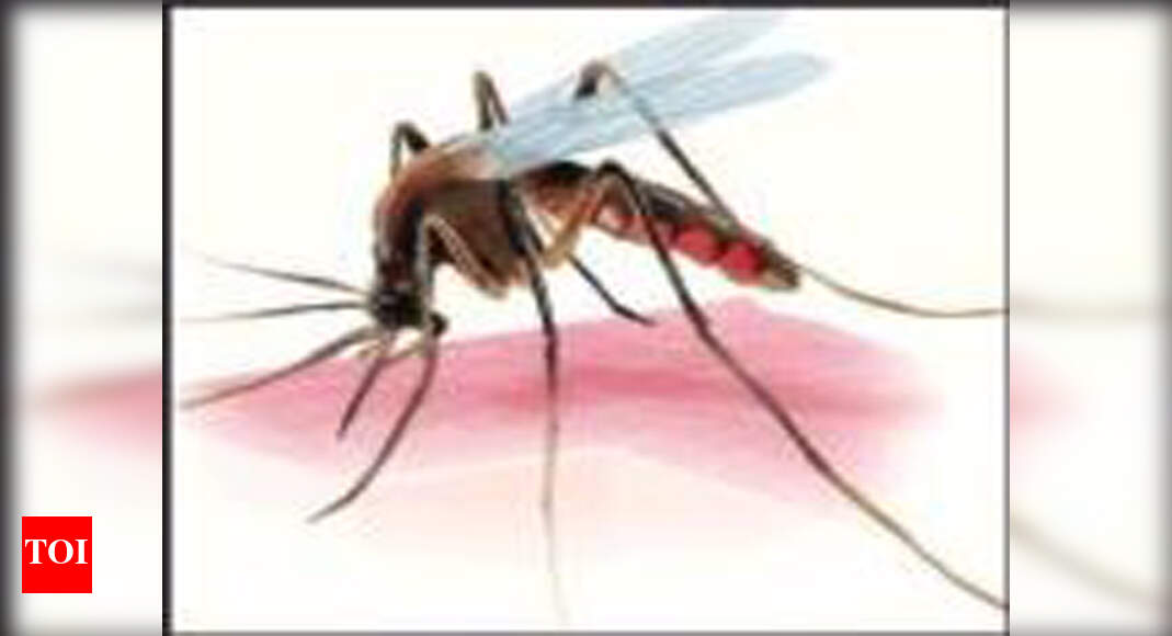 Dengue cases on the rise, Vasco, Candolim top list | Goa News - Times ...