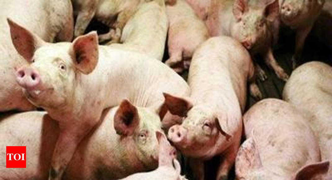 Govt launches scheme to boost pork production | Goa News - Times of India