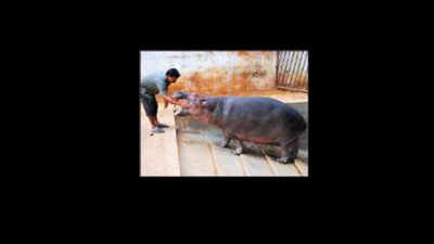 Hippo Devidas to get a mate from Mysuru zoo