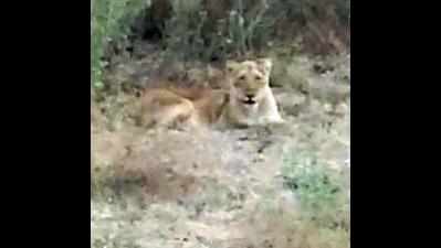 No one to care for injured lion, lioness