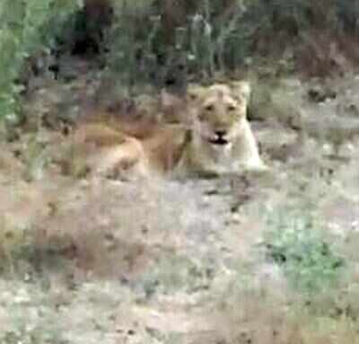 No one to care for injured lion, lioness | Rajkot News - Times of India