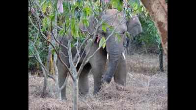 Elephant strays into horticulture farm in Bhubaneswar