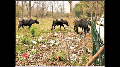 Cattle grazing on garbage spread mess: Sector 40 locals