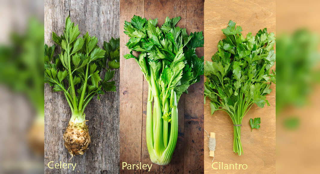 Difference Between Celery Cilantro And Parsley The Times Of India,How Long To Grill Shrimp
