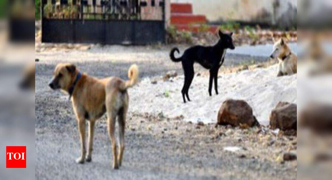 Stray Dog Attack In Guntur: Andhra Pradesh: 16 injured in stray dog ...