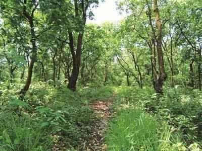 Centre okays draft rules to utilise Rs 50,000 crore afforestation fund