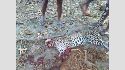 Tamil Nadu farmer kills leopard in ‘self-defence’