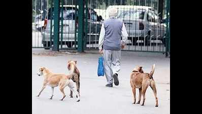 FIR against four guards of IIT-Kanpur for hurting stray dogs