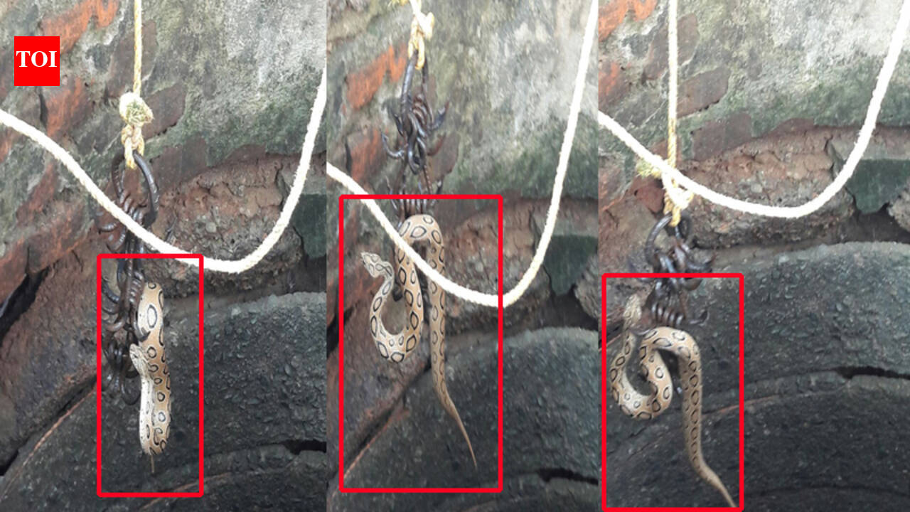 Watch: Venomous snake rescued from open well after 5-days