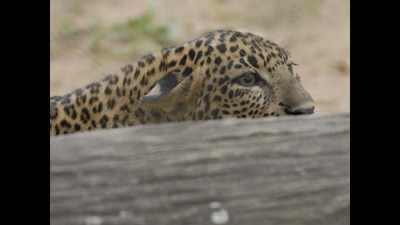 Stray leopard’s death in Aashiana