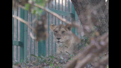 Thiruvananthapuram zoo: Lioness Gracy retreats, man escapes