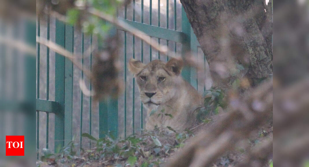 Dehradun ka zoo image