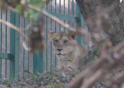 Thiruvananthapuram zoo: Lioness Gracy retreats, man escapes | Kochi News -  Times of India
