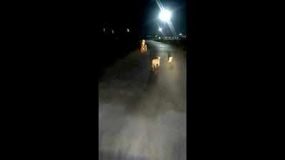 Video of truck driver chasing lioness, four cubs goes viral