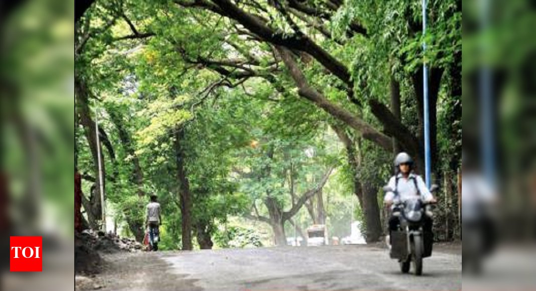 Mumbai and Thane civic chiefs can’t allow tree-cutting for now | Mumbai ...