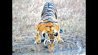 Panna fulfilled my dream to shoot a tiger with its reflection in water