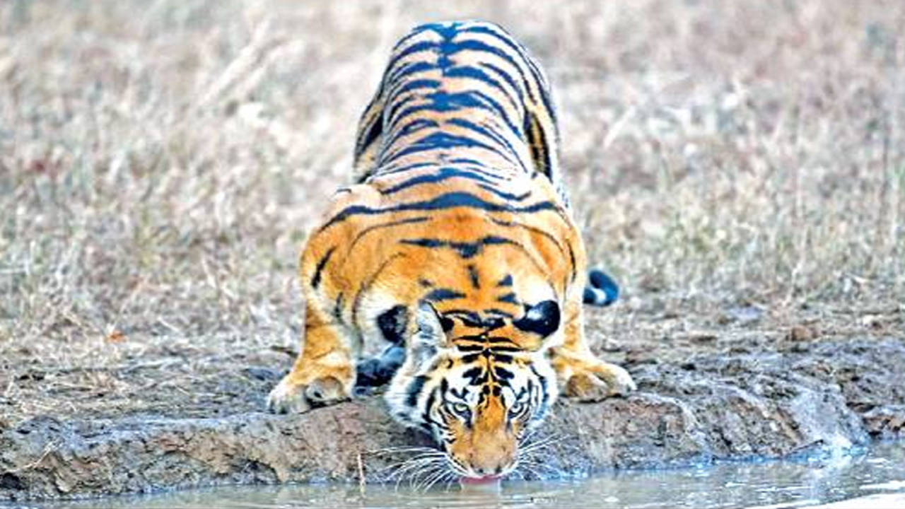 Tanana came home to pitch for the Tigers for the second half of