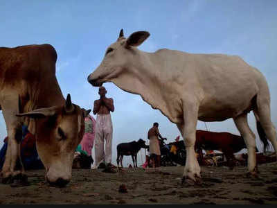 360-degree plan to convert cattle dung into energy