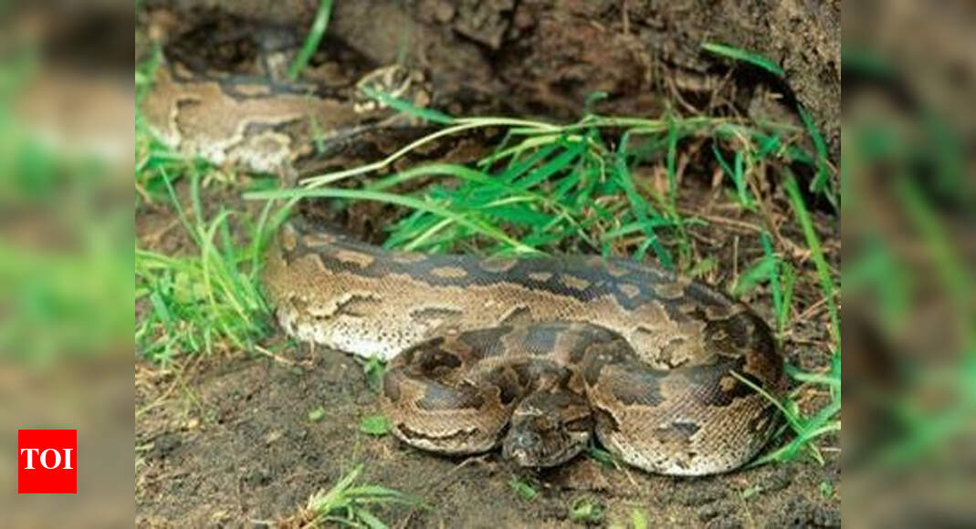 Irula People ‘Irulas much more than a community of snake catchers