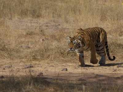 Film on Machhli, Ranthambore's famous tigress, leave Jaipurites nostalgic