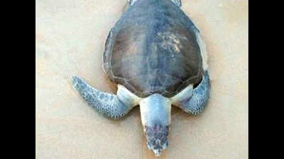 Three more dead turtles wash ashore in state