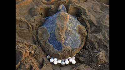 Record 1,489 turtle eggs recovered in a day from 13 sites at marine park