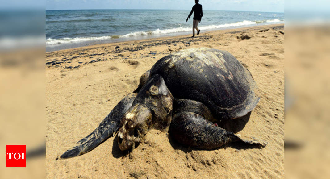 Turtle Survival Alliance: In a 1st, turtle conservation project to be ...