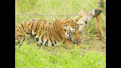 Fresh pug marks suggest tiger on its way back to Pilibhit: DFO