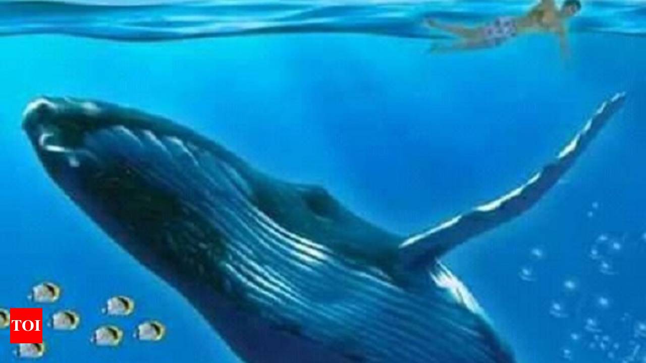 Blue whale short discount film hindi funny