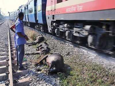 Hit by train, 16 buffaloes killed near Kottayam | Kochi News - Times of  India