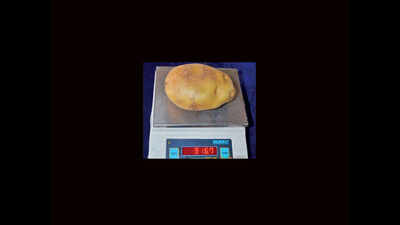 CIAE scientists script success in growing jumbo size potatoes