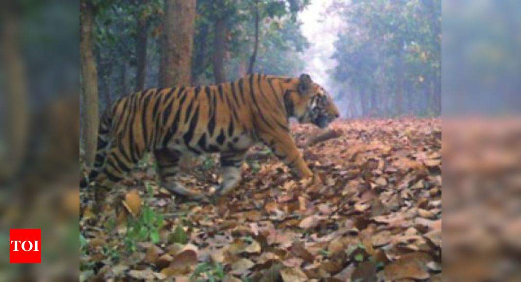 Royal bengal tiger found dead in West Bengal's Lalgarh