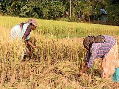 Collective farming runs into water trouble | Trichy News - Times of India