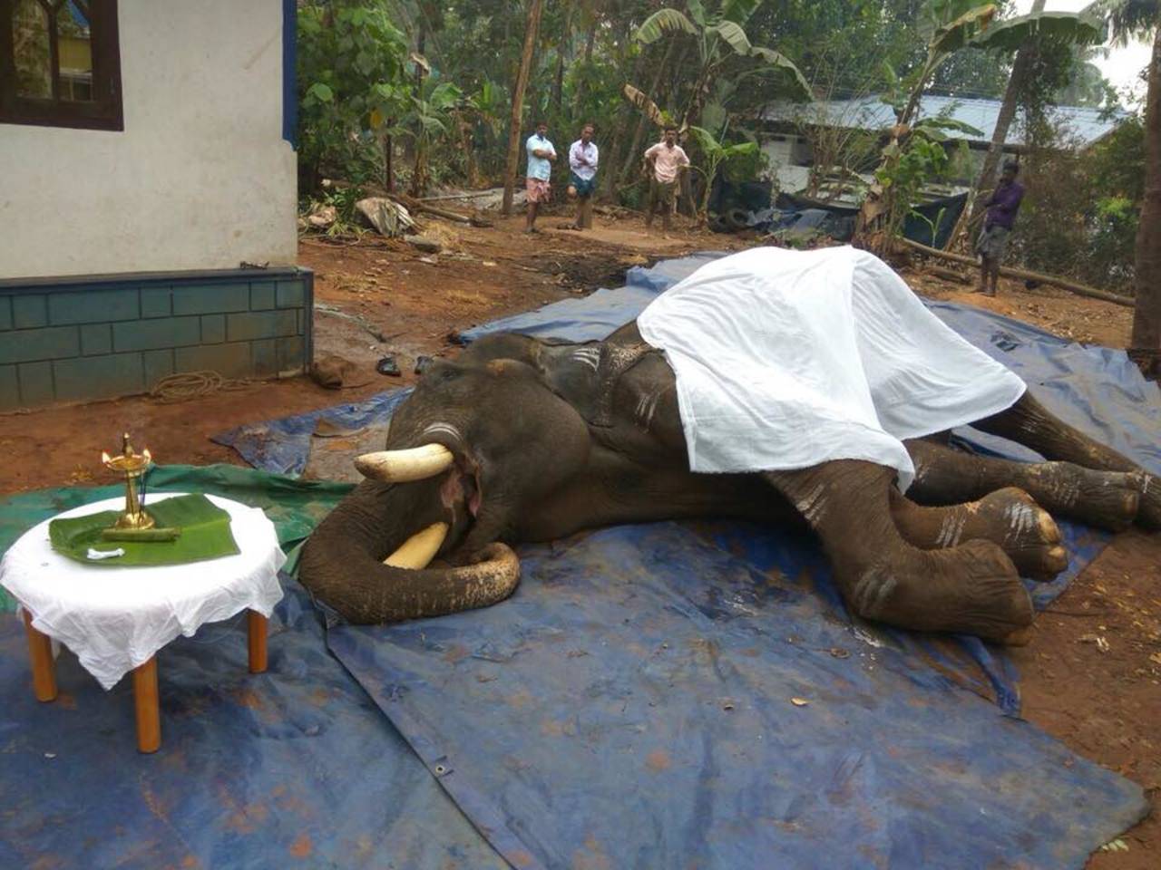 Why are too many of our elephants dying too soon? | Kochi News - Times of  India