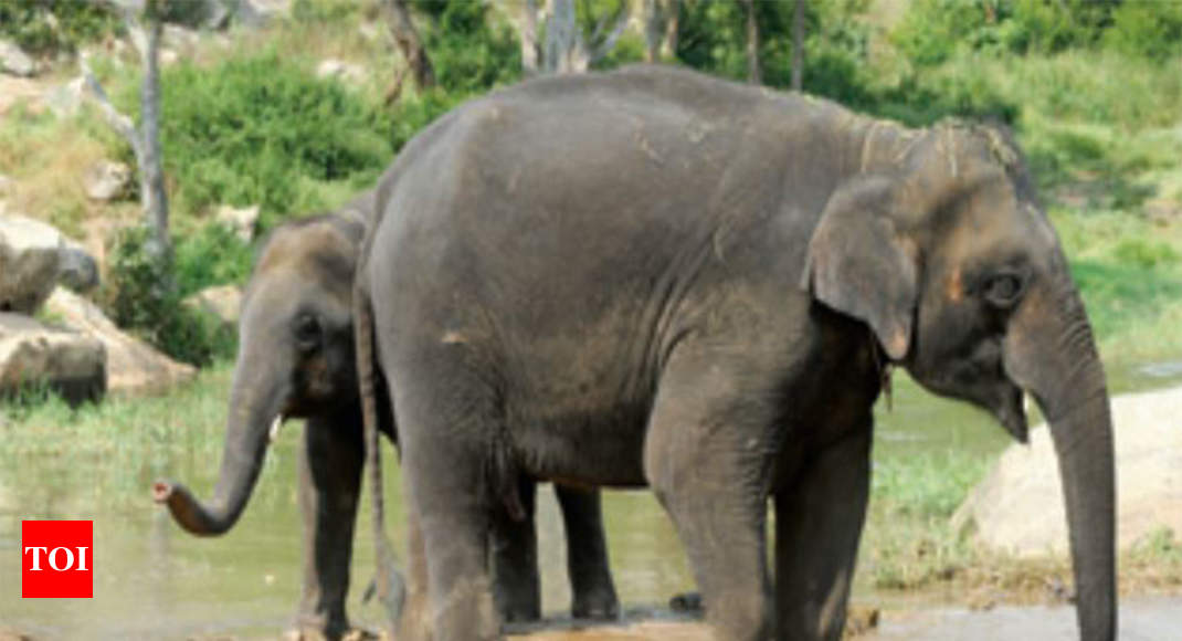 badaga sholur elephant corridor