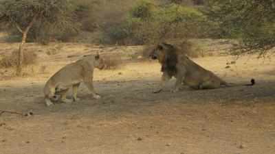 Gujarat forms subcommittee for lion translocation