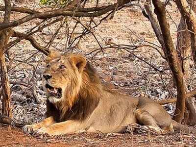 184 Lions Died In Two Years Ahmedabad News Times Of India