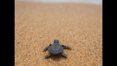 500 turtles to be released in Ganga