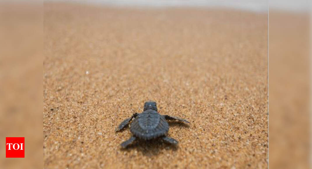 RELEASE OF TURTLES 500 turtles to be released in Ganga Varanasi News Times of India