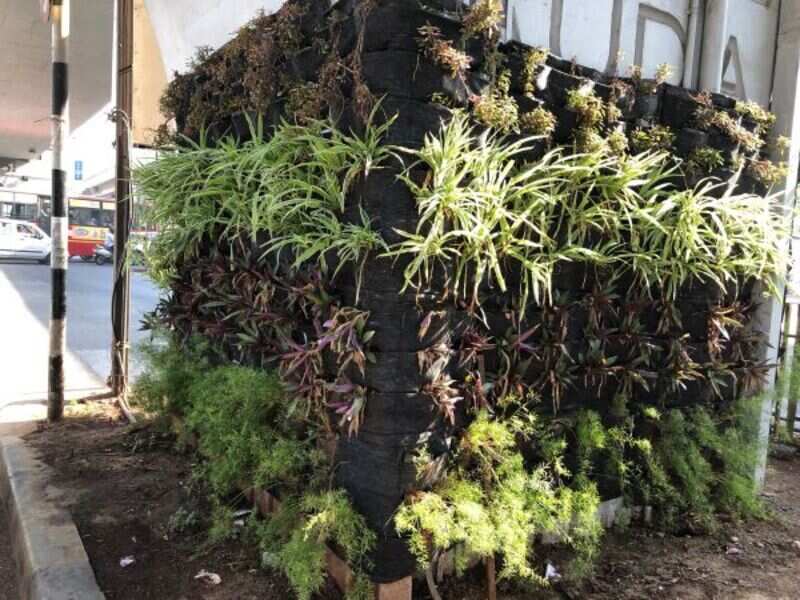 Vertical gardens Ahmedabad embraces green walls, goes vertical Times