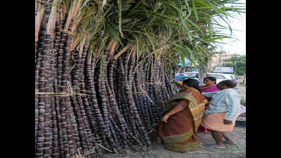 Soaring heat pushes up sugarcane sales