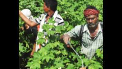 Pesticide poisoning claimed 272 lives of farmers in Maharashtra in 4 years