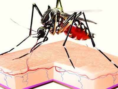 Confirmed: Deadlier dengue strains now circulating in Kolkata