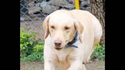 Nothing official about it: Only 357 pet dogs at Kolkata homes