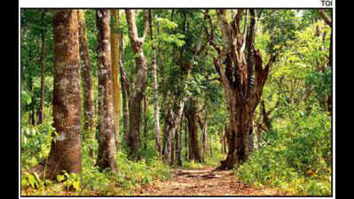 Ruling CPI at receiving end of Ponthanpuzha Forest row