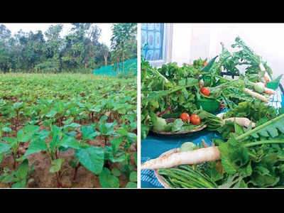 Doc fights malnutrition with green fingers