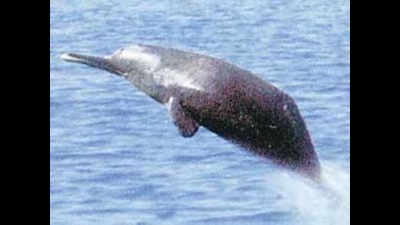 Patna university offers land for dolphin research centre