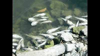 Dead fish in Lakhota lake raises pollution concerns