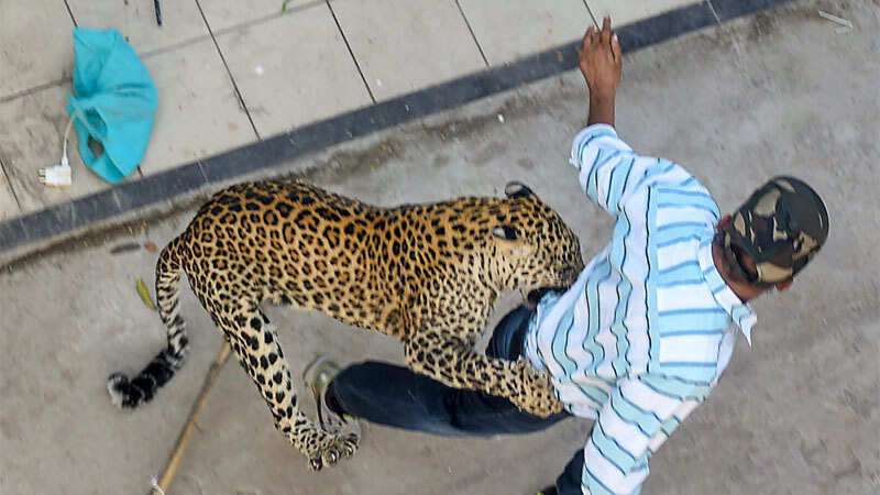 Caught on cam: Leopard attacks man during rescue operation in Indore