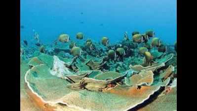 Soon, tourists may be able to take a submarine to view corals off Konkan